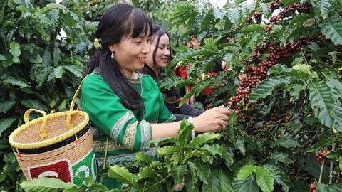 Xuất khẩu cà phê kỳ vọng vượt 8 tỷ USD