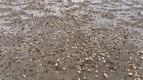 Ngao chết hàng loạt tại Quảng Ninh, nhiều hộ thiệt hại từ 20 đến 80%