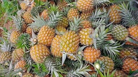 Giá nông sản hôm nay 7/4/2026: Sầu riêng Thái tăng trở lại; dứa trái vụ vào mùa