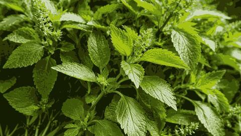 Công thức hỗ trợ thải độc gan bằng rau kinh giới