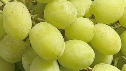 Cách bổ sung magie tốt cho mắt bằng trái nho