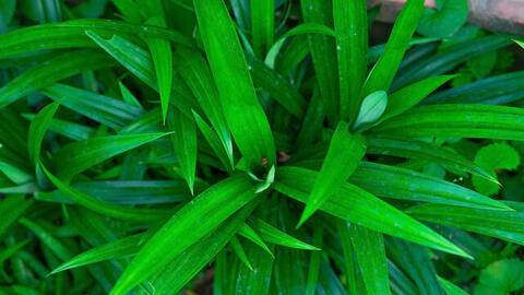 Đào thải mỡ máu bằng loại lá nấu chè quen thuộc của người Việt