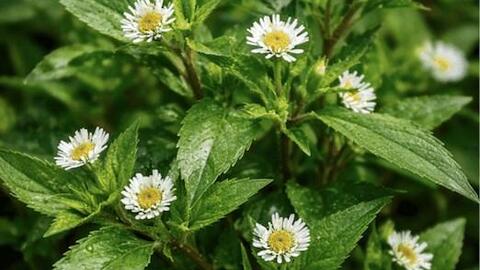 Thải độc gan bằng cây mọc dại