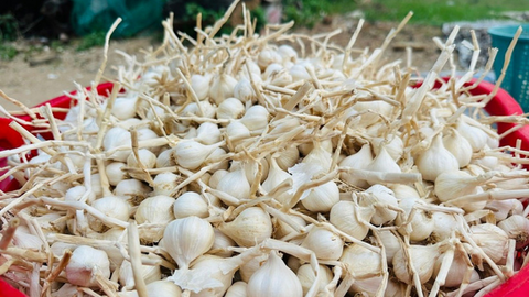 Giá nông sản hôm nay 9/4: Giá tiêu xuất khẩu tăng; mít thái biến động mạnh