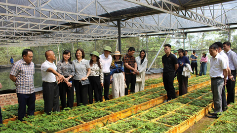 Sâm Ngọc Linh Sơn La: Từ ‘quốc bảo’ đến sinh kế bền vững