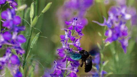 Vườn hoa violet tím ở Hưng Yên mở cửa đón khách check-in miễn phí