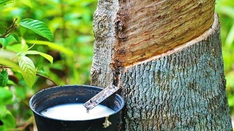 Nguồn cung thắt chặt đẩy giá cao su toàn cầu khởi sắc