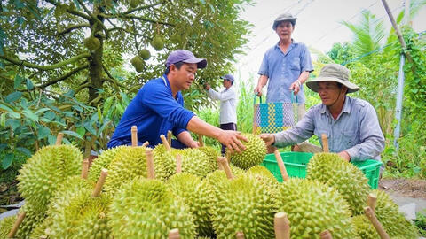 Đồng Tháp: Tìm lời giải đầu ra cho ngành hàng sầu riêng