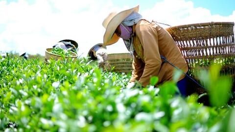 Xuất khẩu chè: Nâng cao năng lực cạnh tranh từ chiến lược dài hạ1