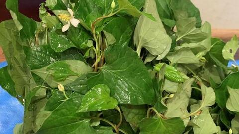 Cách chế biến rau diếp cá để thanh nhiệt, hỗ trợ giải độc gan