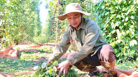 Giá tiêu hôm nay 10/6/2026: Bật tăng 1.000 đồng/kg