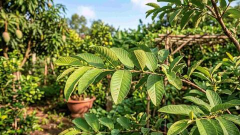 Loại lá quen thuộc trong vườn nhà giúp hỗ trợ kiểm soát đường huyết