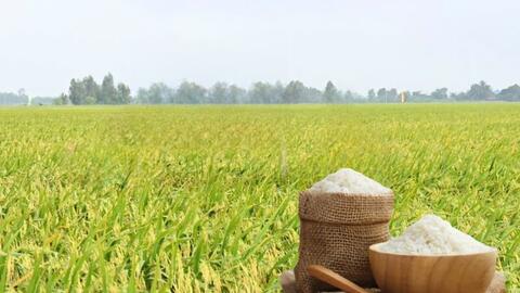 Giá lúa gạo hôm nay ngày 11/6/2026: Gạo nguyên liệu xuất khẩu giảm
