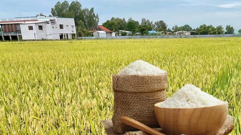 Giá lúa gạo hôm nay ngày 14/6/2026, tuần qua: Gạo xuất khẩu biến động