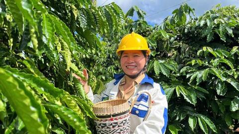 Giá cà phê hôm nay 22/6/2026: Giảm nhẹ 700 đồng/kg