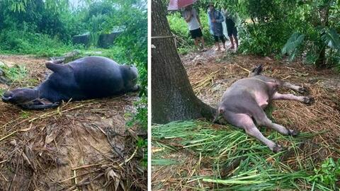 Mưa lớn, sét đánh gây thiệt hại tiền tỉ ở Cao Bằng