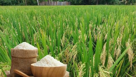 Giá lúa gạo hôm nay ngày 24/6: Gạo thơm Jasmine giảm 1.000 đồng/kg
