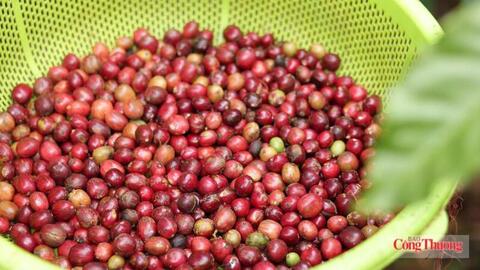 Giá cà phê tăng khi tồn kho Arabica giảm xuống mức thấp nhất