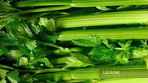 Lý do rau cần tây có thể hỗ trợ ổn định huyết áp