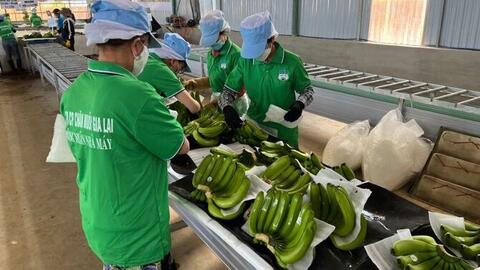 Doanh thu trái cây giảm, HAGL vẫn lãi hơn 1.100 tỷ đồng trong quý II nhờ yếu tố bất ngờ