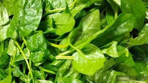 Mức độ rau mồng tơi tốt cho gan