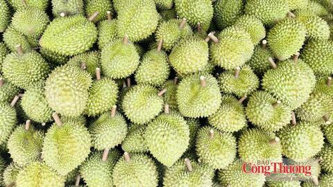 Sầu riêng: Không chỉ gỡ điểm nghẽn xuất khẩu