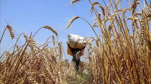 Giá lúa mì tăng hơn 6% giữa lo ngại đứt gãy nguồn cung