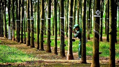 Cao su Phước Hòa chốt quyền trả cổ tức 14%, phát hành hơn 108 triệu cổ phiếu để tăng vốn