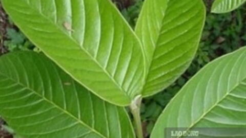 Hỗ trợ giảm mỡ máu bằng nước lá ổi: Hiểu đúng để tốt cho sức khỏe