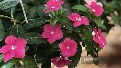 Loại cây cảnh có thể hạ huyết áp, dùng sai cách gây nguy hiểm