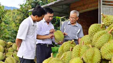 Những bài toán cần giải trong chuỗi cung ứng sầu riêng của Việt Nam