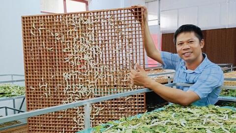 Nuôi tằm trong phòng lạnh giúp nông dân Hà Tĩnh tăng sản lượng gấp 3 lần