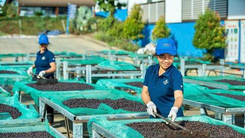 Gia Lai: Mở rộng 'cánh cửa' xuất khẩu nông sản địa phương