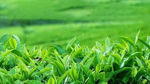 Thị phần chè Việt Nam tại Pakistan tăng 0,57% trong 7 tháng năm 2025