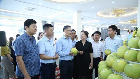 Hà Tĩnh: Xúc tiến thương mại bưởi Phúc Trạch đạt chuẩn hữu cơ
