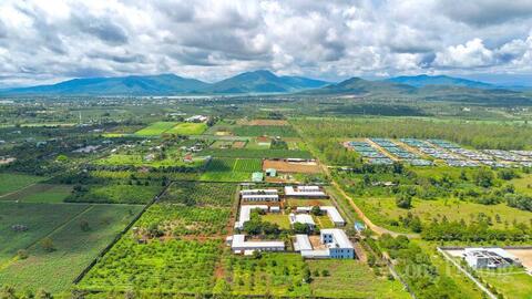 Gia Lai phát triển vùng nguyên liệu tỷ đô cho nông sản chủ lực