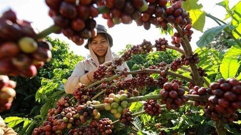 Hàng Việt rộng mở cơ hội tại Tunisia