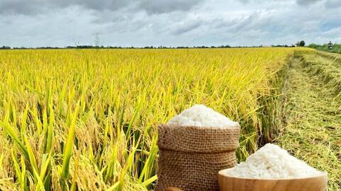 Giá lúa gạo hôm nay ngày 5/4, tuần qua: Tấm thơm giảm nhẹ