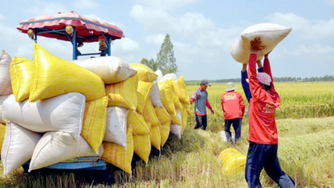 Philippines điều tra tự vệ gạo nhập khẩu, thương vụ khuyến nghị doanh nghiệp