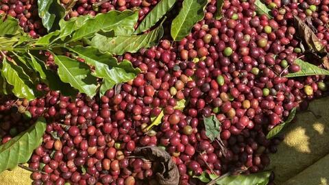 Giá cà phê thế giới tiếp đà giảm