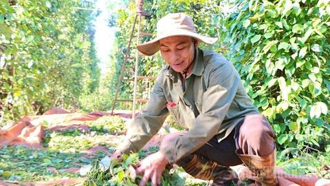 Giá tiêu hôm nay 10/6/2026: Bật tăng 1.000 đồng/kg