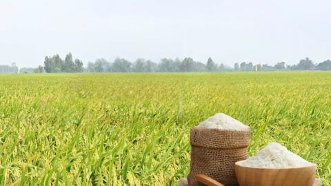 Giá lúa gạo hôm nay ngày 11/6/2026: Gạo nguyên liệu xuất khẩu giảm