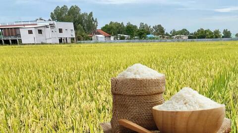 Giá lúa gạo hôm nay ngày 14/6/2026, tuần qua: Gạo xuất khẩu biến động