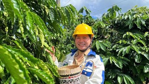 Giá cà phê hôm nay 22/6/2026: Giảm nhẹ 700 đồng/kg