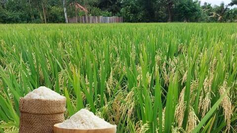 Giá lúa gạo hôm nay ngày 24/6: Gạo thơm Jasmine giảm 1.000 đồng/kg