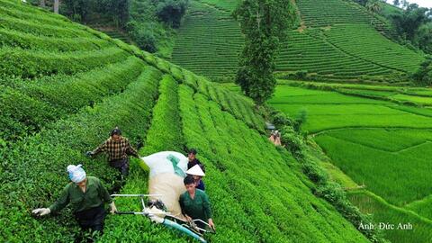 Liên kết chuỗi, xây dựng thương hiệu nâng tầm giá trị chè đất Tổ