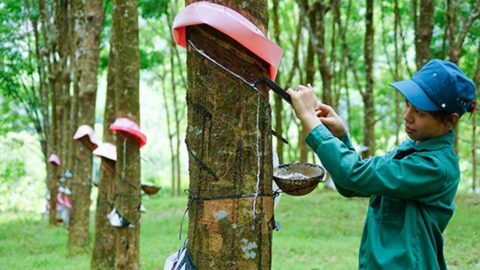 GVR gần hoàn thành kế hoạch lợi nhuận năm sau 9 tháng, nhưng quý III giảm mạnh