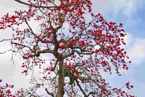 Mê mẩn sắc hoa gạo đỏ rực giữa làng quê Hưng Yên