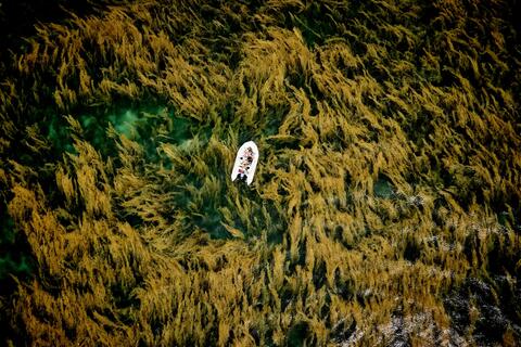 Khoảnh khắc trôi giữa mùa rong mơ Côn Đảo đoạt giải cuộc thi ảnh quốc tế