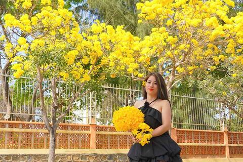 Mùa hoa phong linh vàng rực rỡ ở phố biển Vũng Tàu